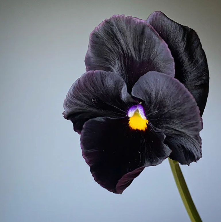 Pansy 'Black Prince' (Viola x wittrockiana)