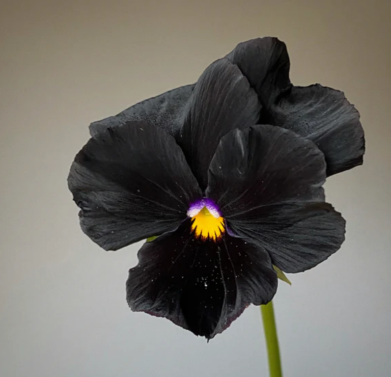 Pansy 'Accord Black Beauty' (Viola x wittrockiana)