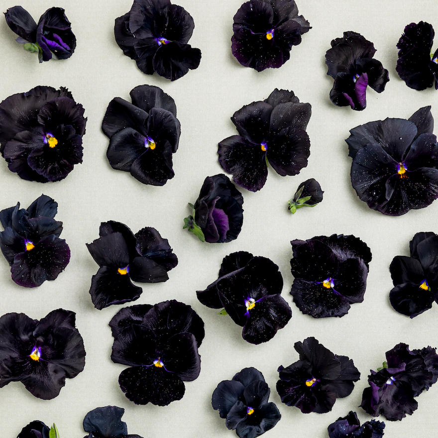 Pansy 'Black Mix' (Viola x wittrockiana)