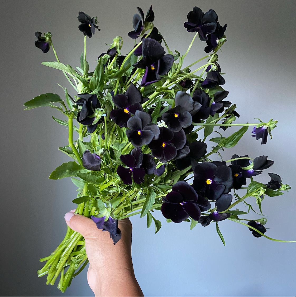 Pansy 'Black Mix' (Viola x wittrockiana)