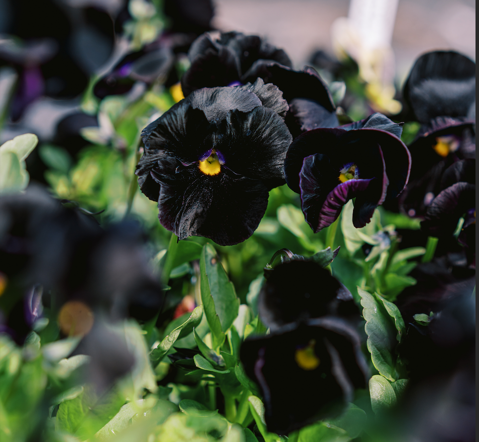 Pansy 'Black Mix' (Viola x wittrockiana)