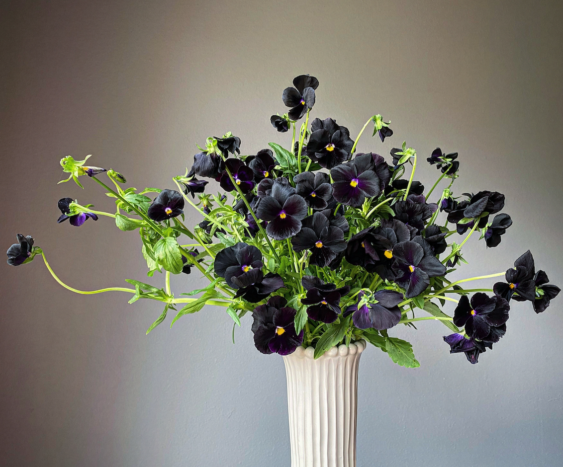 Pansy 'Black Mix' (Viola x wittrockiana)