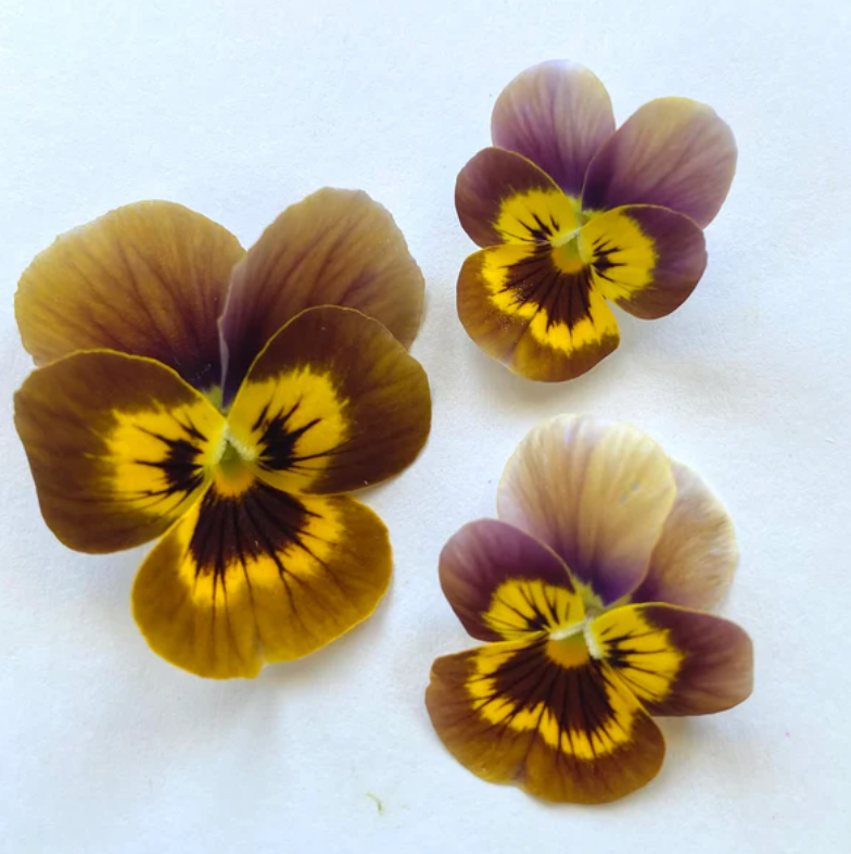 Pansy 'Caramel Bronze Lilac' (Viola x wittrockiana)