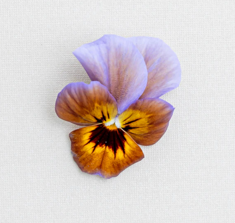 Pansy 'Caramel Bronze Lilac' (Viola x wittrockiana)