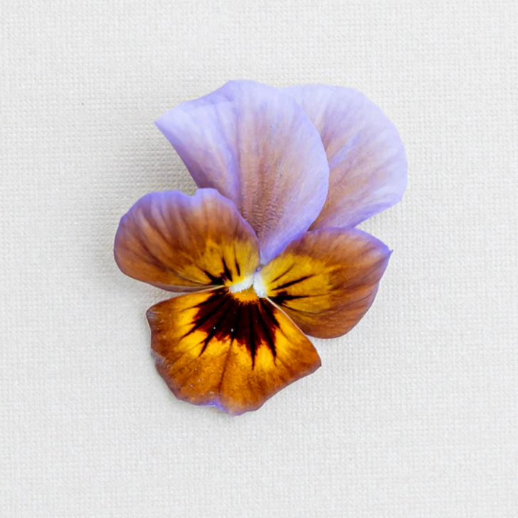 Pansy 'Caramel Bronze Lilac' (Viola x wittrockiana) – Three Pansy 'Caramel Bronze Lilac' (Viola x wittrockiana) – Three