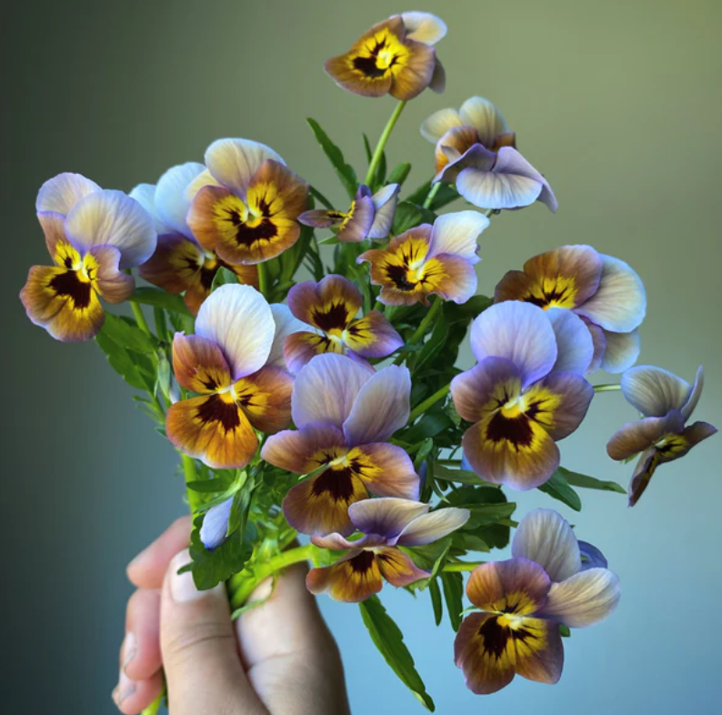 Pansy 'Caramel Bronze Lilac' (Viola x wittrockiana)