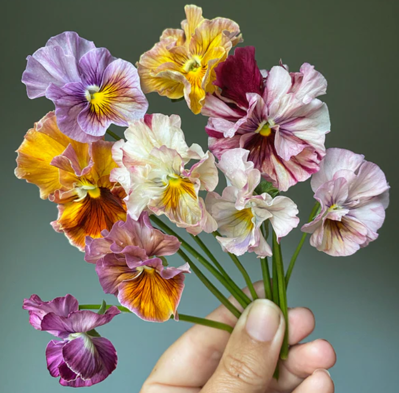 Pansy 'Chianti Mixed' (Viola x wittrockiana)