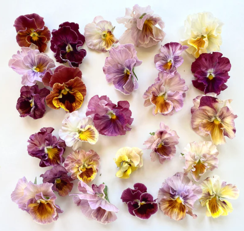 Pansy 'Chianti Mixed' (Viola x wittrockiana)