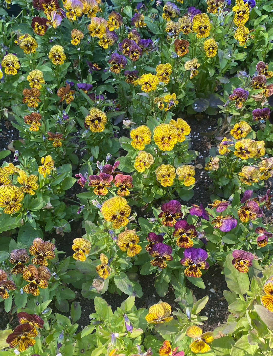 Viola 'Tiger Eye Mixed' (Viola cornuta)