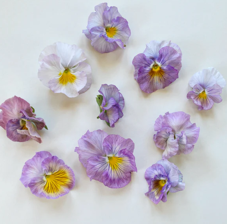 Pansy 'Flamenco Soft Light Azure Limonette' (Viola x wittrockiana)