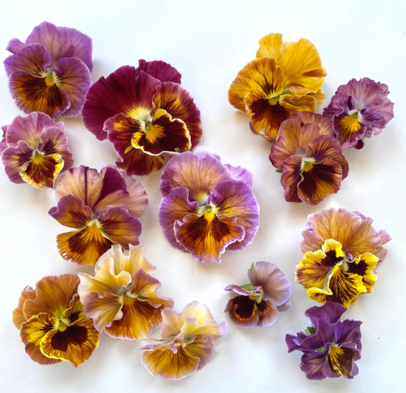 Pansy 'Flamenco Terracotta' (Viola x wittrockiana)