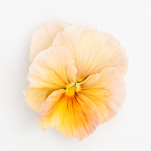 Pansy 'Imperial Antique Shades' (Viola x wittrockiana) – Three