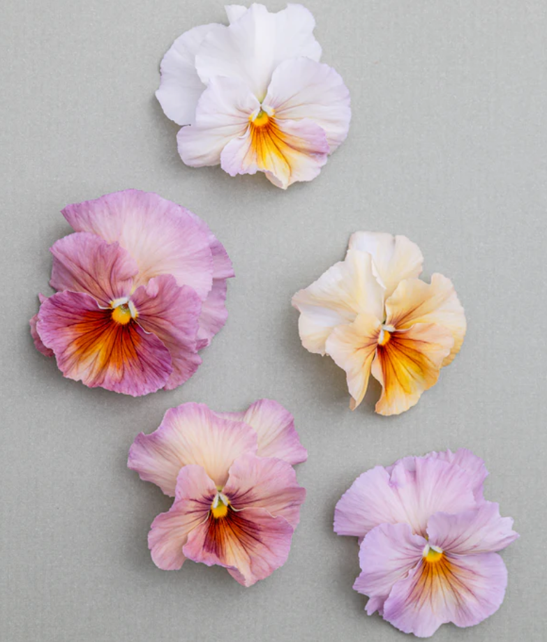 Pansy 'Inspire+ PR Peach Shades' (Viola x wittrockiana)