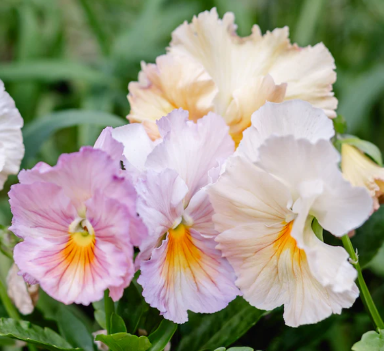 Pansy 'Inspire+ PR Peach Shades' (Viola x wittrockiana)