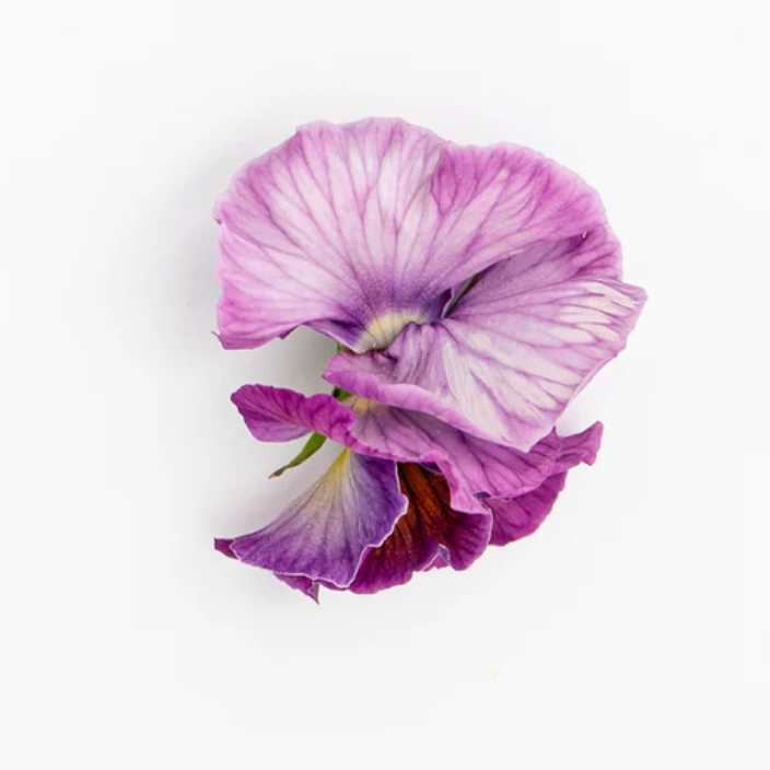 Pansy 'Moulin Rouge Mixed' (Viola x wittrockiana)