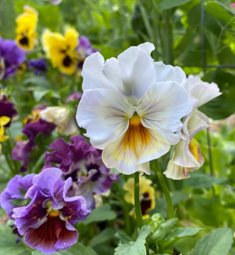 Pansy 'Moulin Rouge Mixed' (Viola x wittrockiana)