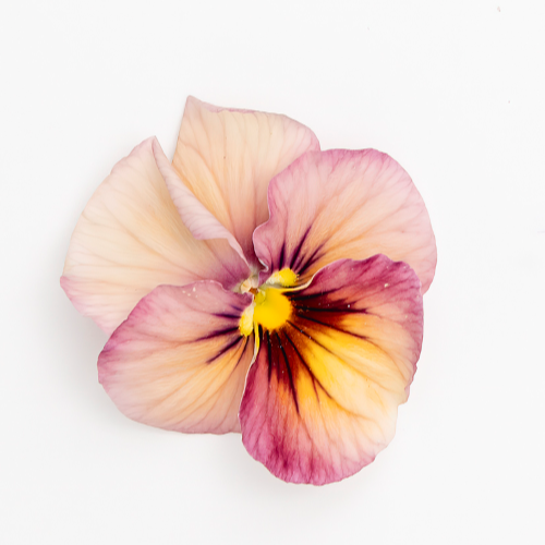 Pansy 'Nature Antique Shades' (Viola x wittrockiana) – Three