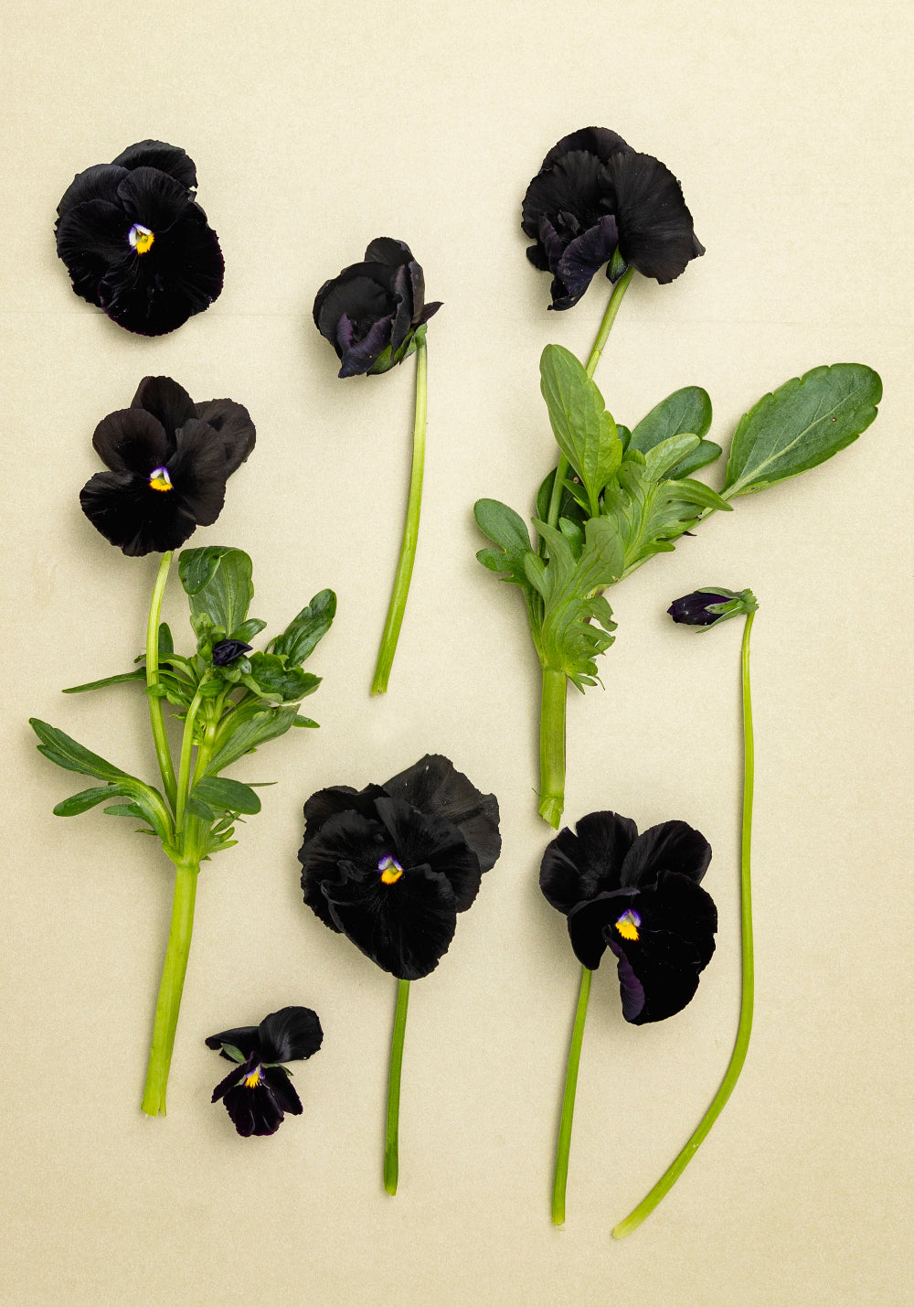 Pansy 'Accord Black Beauty' (Viola x wittrockiana)