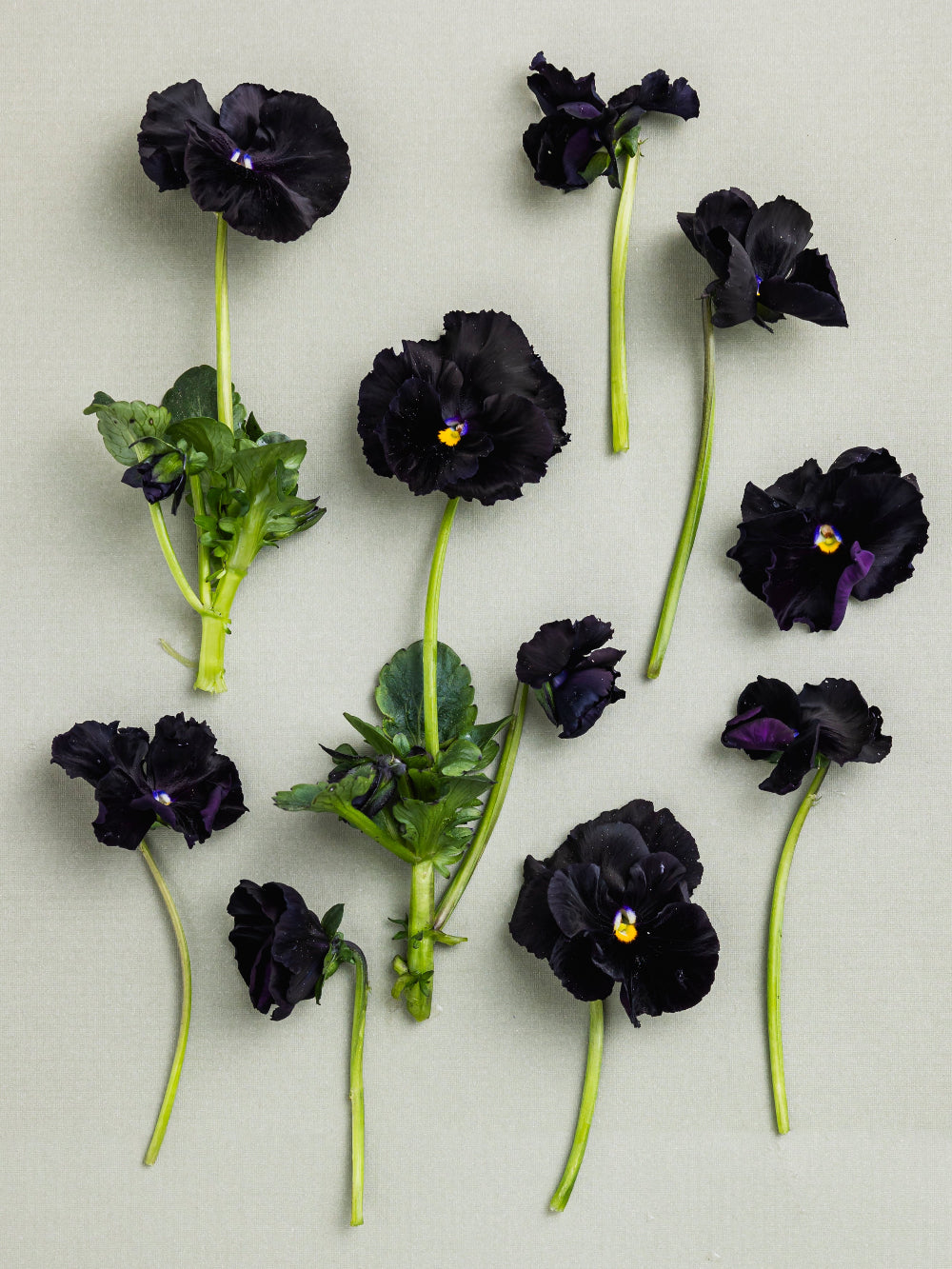 Pansy 'Atlas Black' (Viola x wittrockiana)