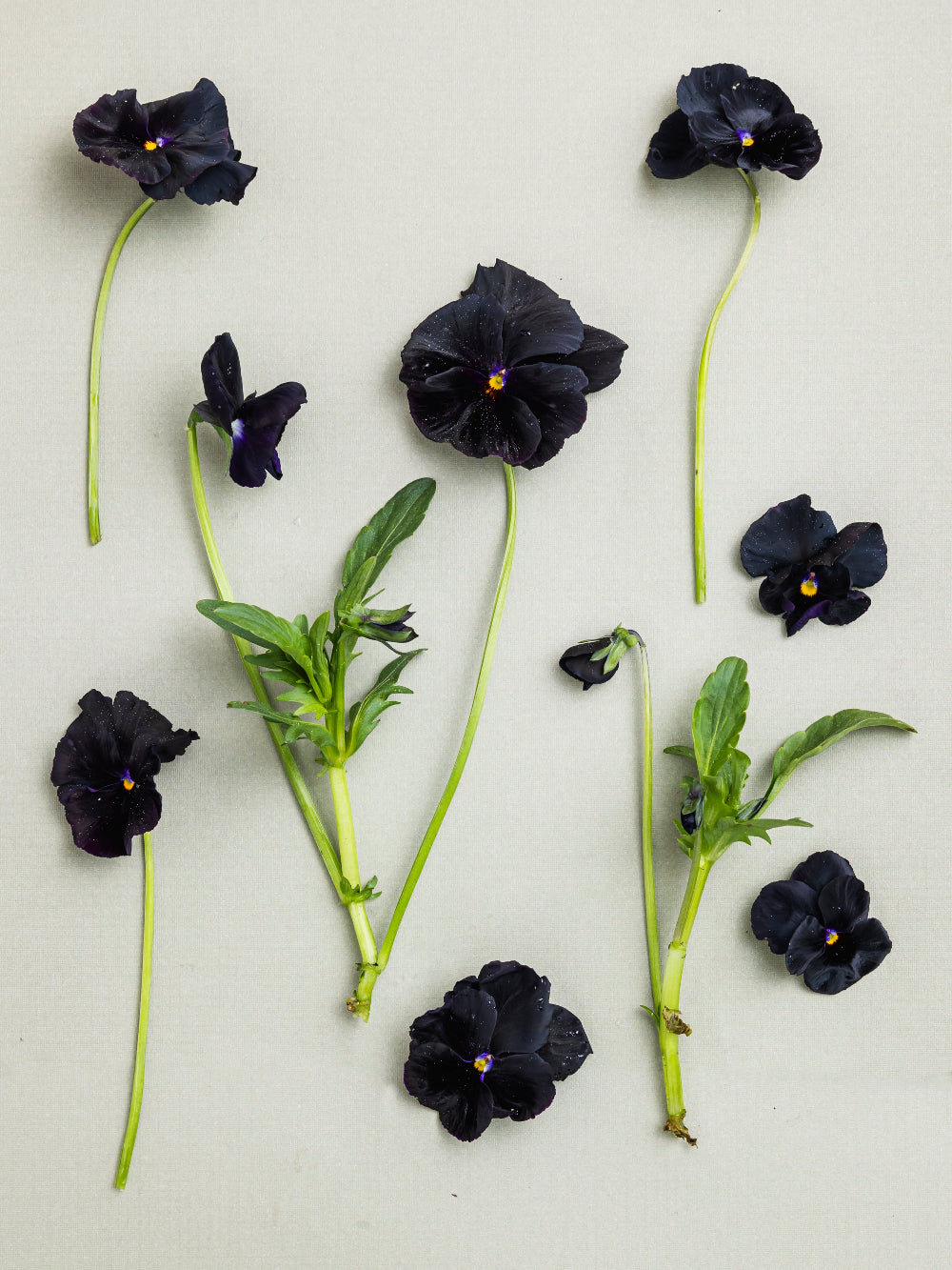 Pansy 'Black Devil' (Viola x wittrockiana)