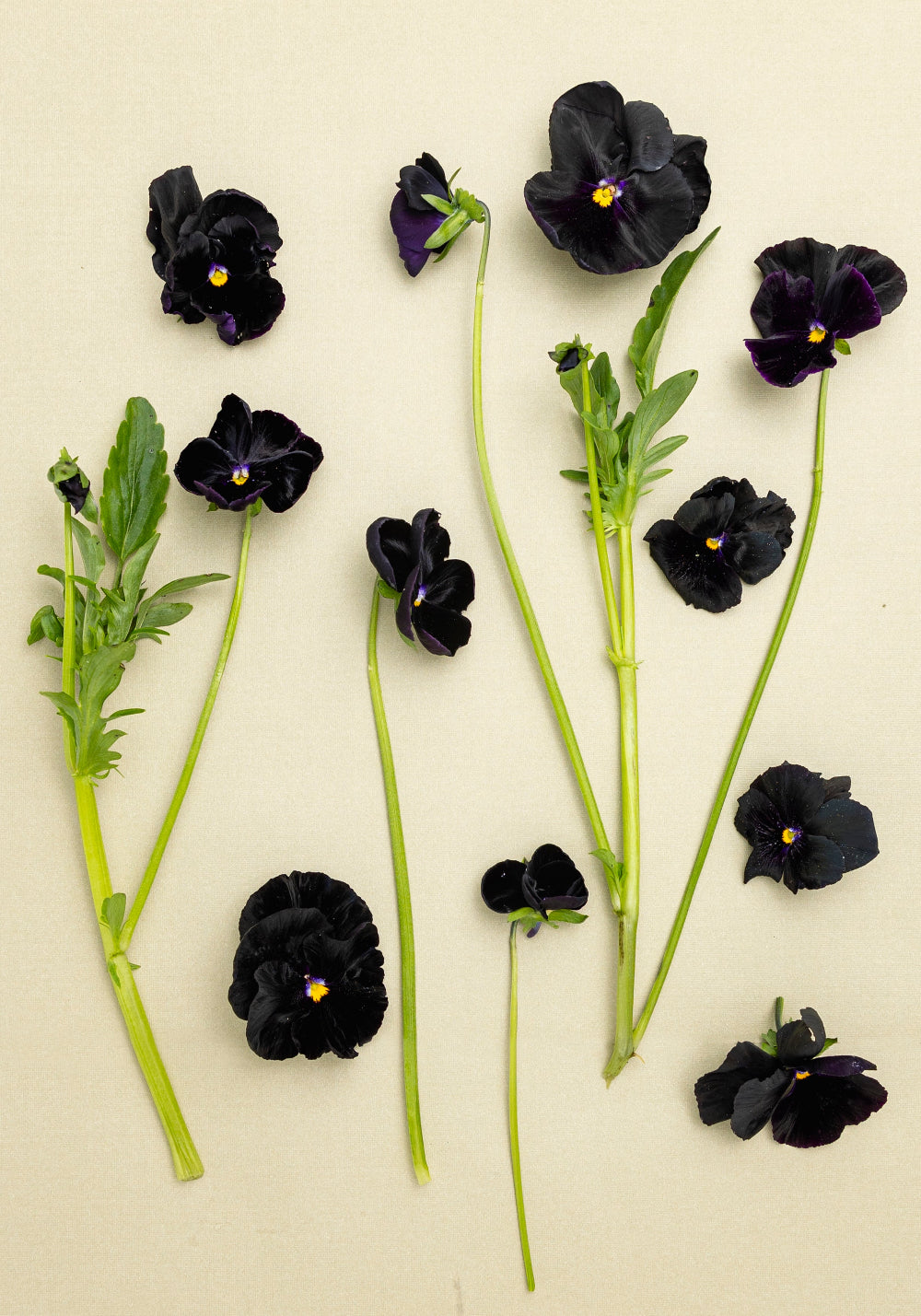 Pansy 'Black Prince' (Viola x wittrockiana)
