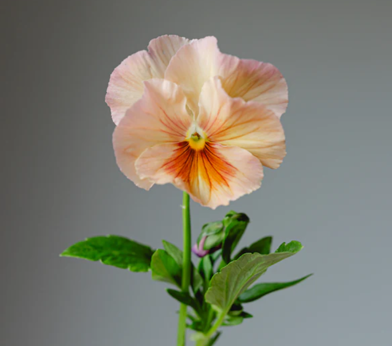 Pansy 'Inspire+ PR Peach Shades' (Viola x wittrockiana)