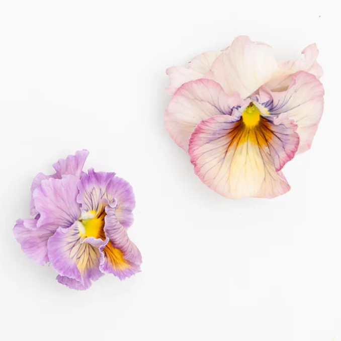 Pansy 'Sweet Pea Mixed' (Viola x wittrockiana)