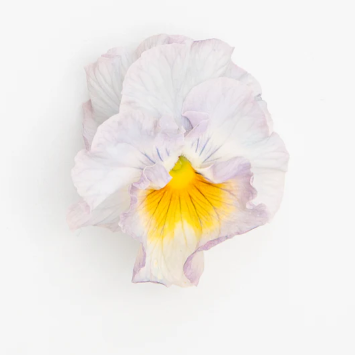 Pansy 'Flamenco Soft Light Azure Limonette' (Viola x wittrockiana)