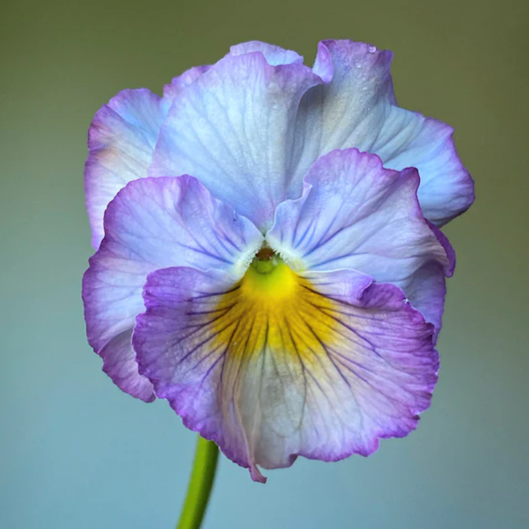 Pansy 'Flamenco Soft Light Azure Limonette' (Viola x wittrockiana)