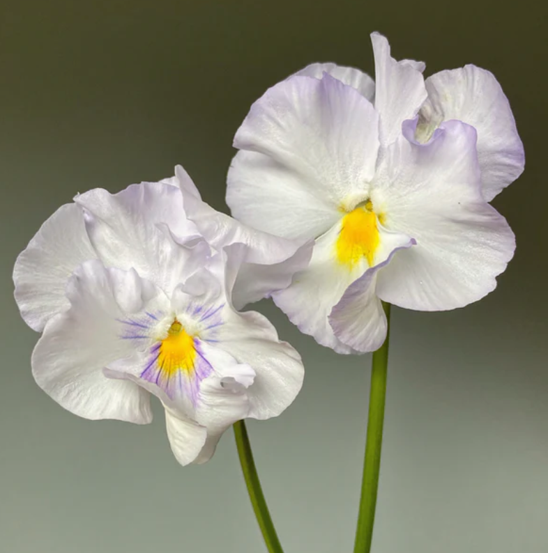 Pansy 'Sweet Pea Mixed' (Viola x wittrockiana)