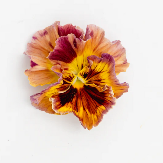Pansy 'Flamenco Terracotta' (Viola x wittrockiana)