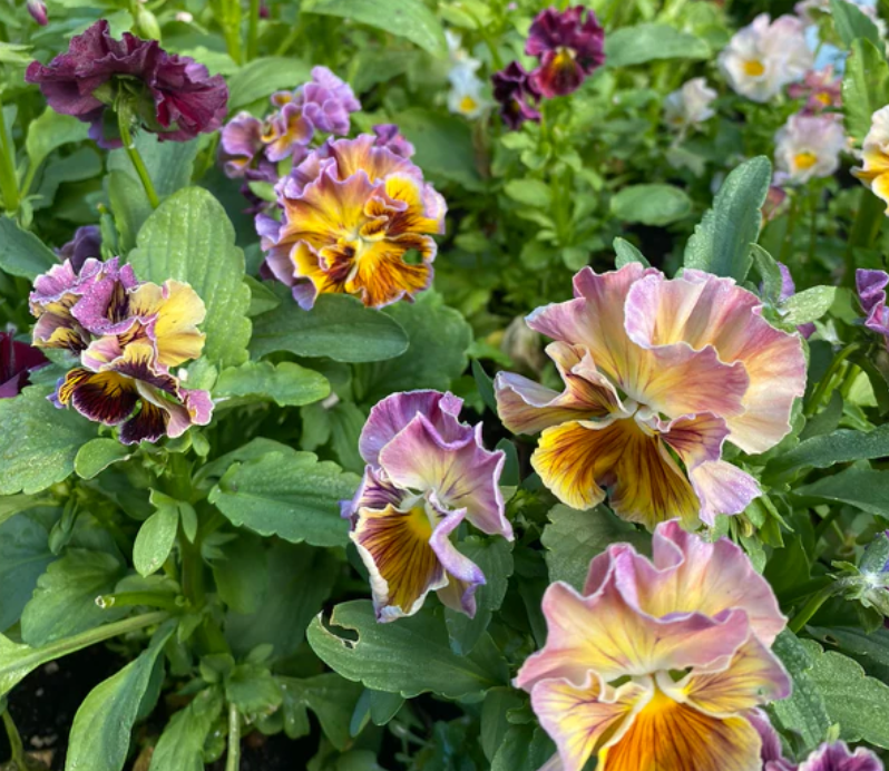 Pansy 'Flamenco Terracotta' (Viola x wittrockiana)
