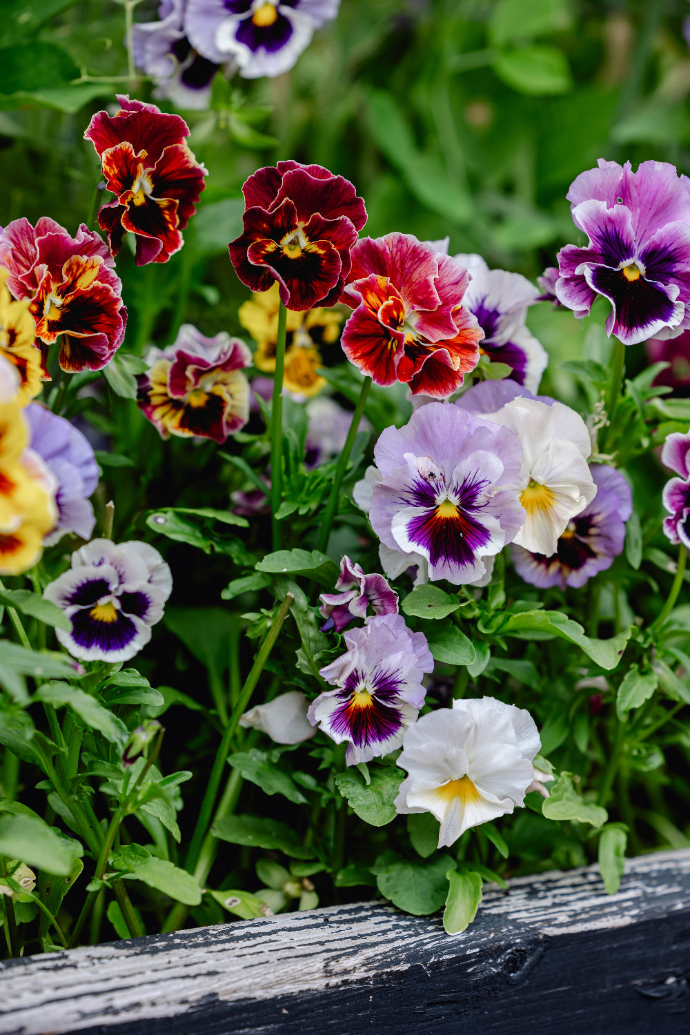 Pansy 'Can Can Mixed' (Viola x wittrockiana)