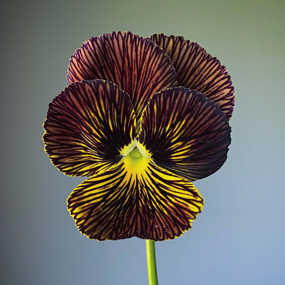 Viola 'Tiger Eye Mixed' (Viola cornuta)