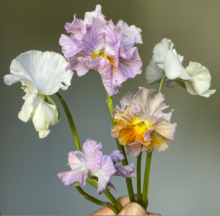 Pansy 'Sweet Pea Mixed' (Viola x wittrockiana)