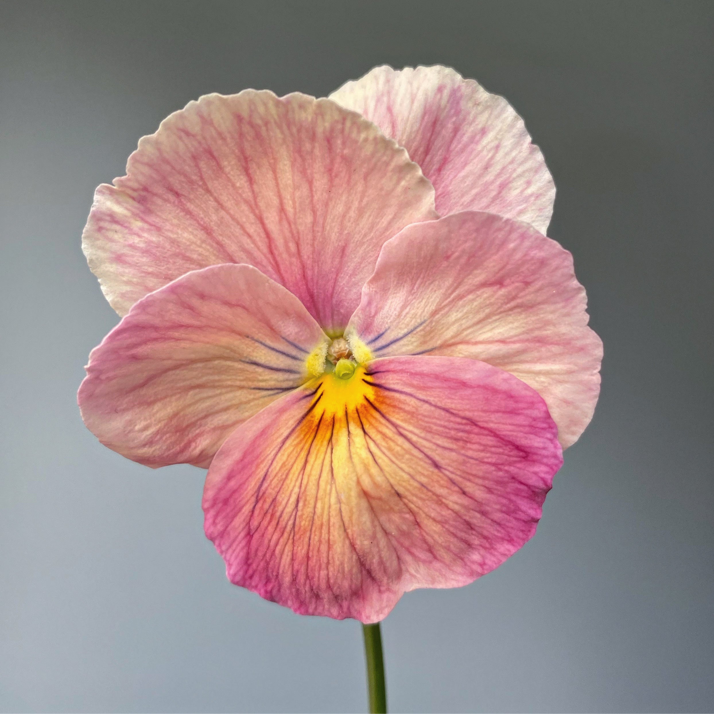 Pansy 'Imperial Antique Shades' (Viola x wittrockiana) – Three