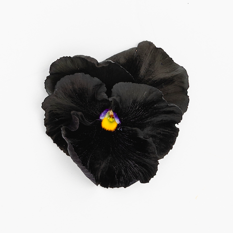 Pansy 'Accord Black Beauty' (Viola x wittrockiana)