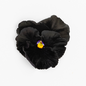 Pansy 'Accord Black Beauty' (Viola x wittrockiana)