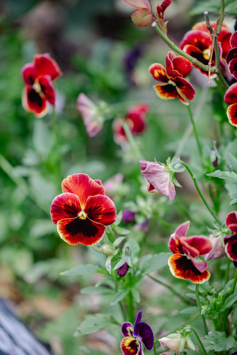 Viola 'Arkwright Ruby' (Viola Cornuta)