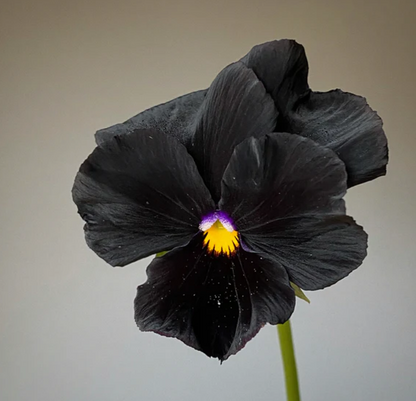 Pansy 'Accord Black Beauty' (Viola x wittrockiana)