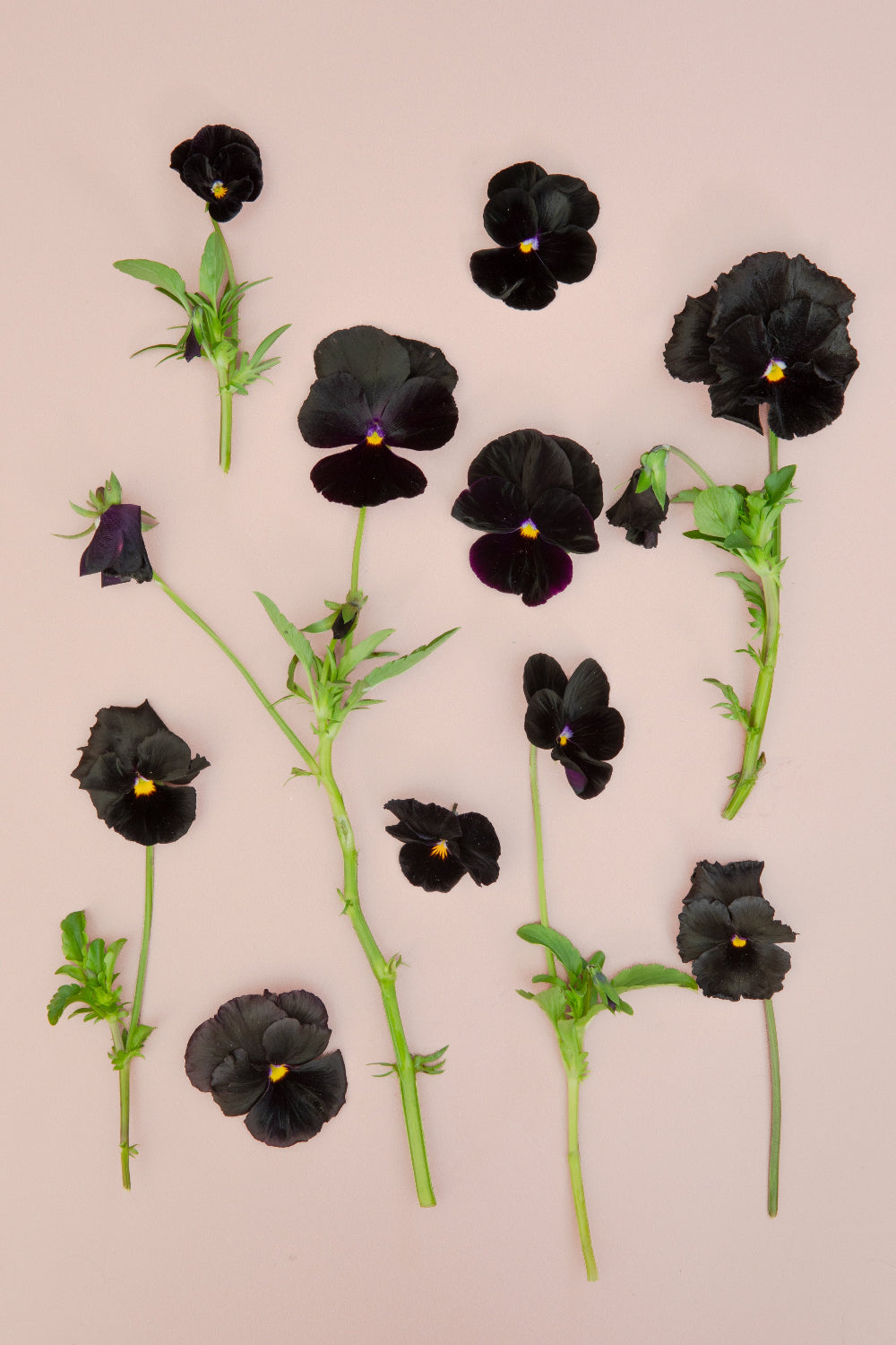 Pansy 'Black Mix' (Viola x wittrockiana)