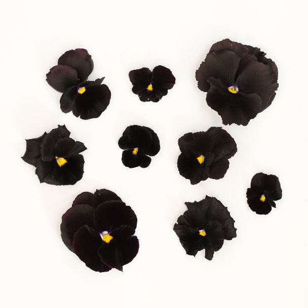 Pansy 'Black Mix' (Viola x wittrockiana)