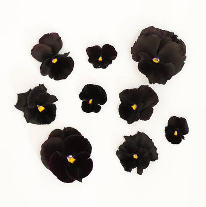 Pansy 'Black Mix' (Viola x wittrockiana)