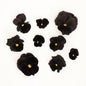 Pansy 'Black Mix' (Viola x wittrockiana)