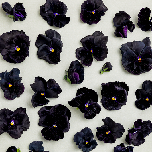 Pansy 'Black Mix' (Viola x wittrockiana)