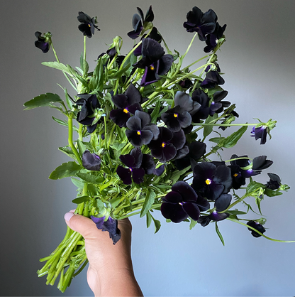 Pansy 'Black Mix' (Viola x wittrockiana)