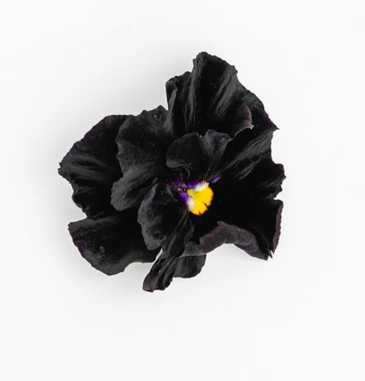 Pansy 'Flamenco Black Moon' (Viola x wittrockiana)