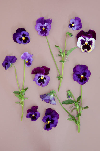 Pansy 'Can Can Blue' (Viola x wittrockiana)
