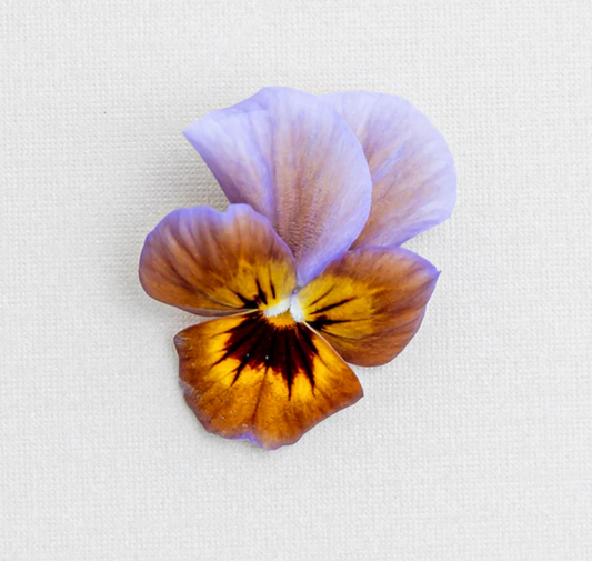 Pansy 'Caramel Bronze Lilac' (Viola x wittrockiana)
