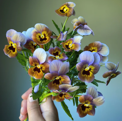 Pansy 'Caramel Bronze Lilac' (Viola x wittrockiana)